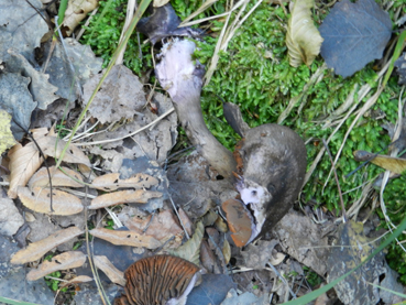 ritrovamenti 11 ottobre